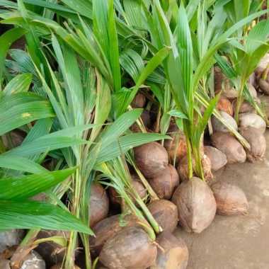 Bibit tanaman kelapa hibrida asli