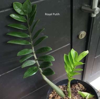 TANAMAN HIAS DAUN DOLAR