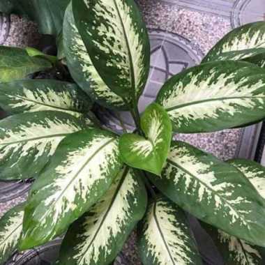 Bibit Pohon Hias Cantik Blanceng Varigata