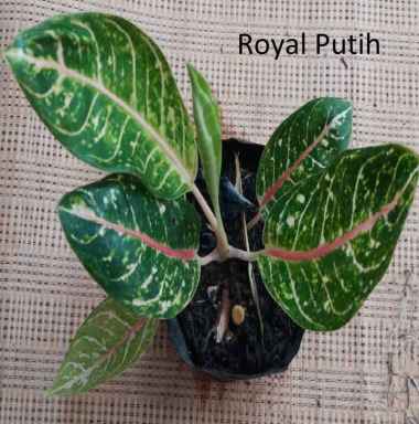 TANAMAN HIAS AGLONEMA DONACARMEN / DONA CARMEN STANG PENDEK