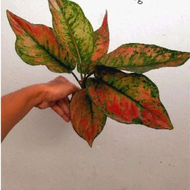 Aglonema Heng-Heng