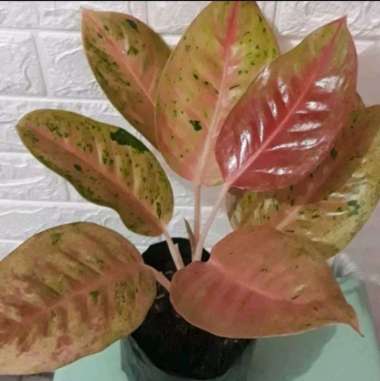 Aglonema Bigroy Merah