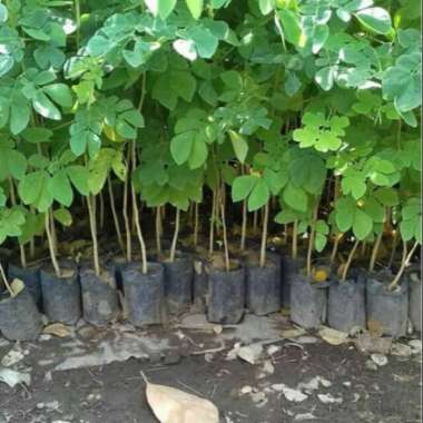 BIBIT TANAMAN POHON TREMBESI BIBIT UNGGUL