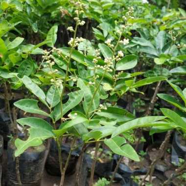Bibit Kelengkeng matalada gold sudah berbunga