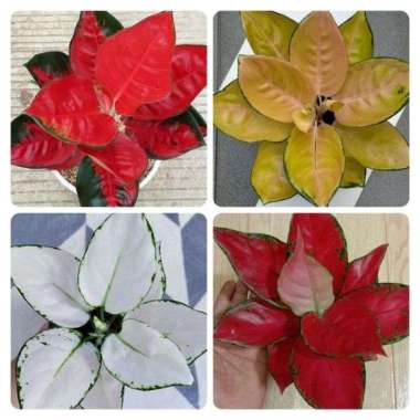paket 4 bonggol aglonema jaiping,sultan brunai, superwhite,anjamani