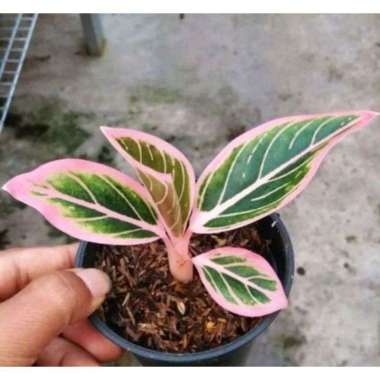 Bibit Bunga Aglonema Lotus daun 1-2 daun