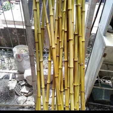 Bisa COD Bambu Kuning Asli