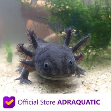 AXOLOTL HITAM FULL BLACK MELANISTIC MELANOID DOGFISH SALAMANDER FISH