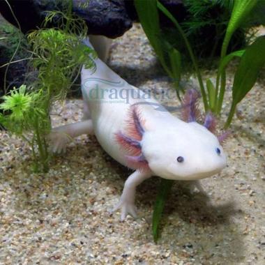 AXOLOTL PUTIH MATA HITAM LEUCISTIC WHITE DOGFISH SALAMANDER FISH