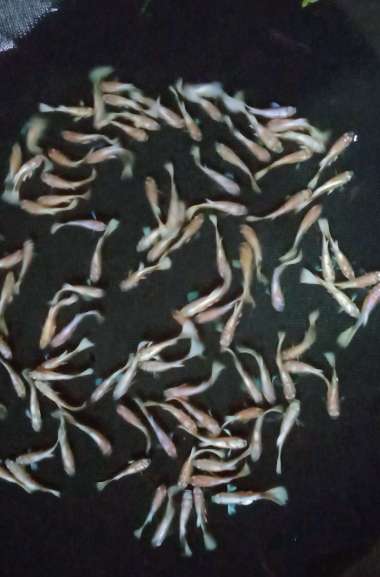 Guppy Afp albino platinum sepasang