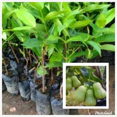(COD) Bibit tanaman buah jambu air madu deli