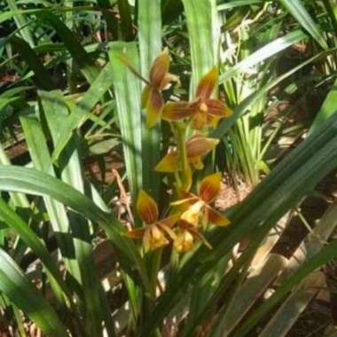 cymbidium ensifolium/anggrek tanah kuning/anggrek tanah cantik