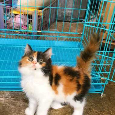 kucing kitten persia anggora calico dilute