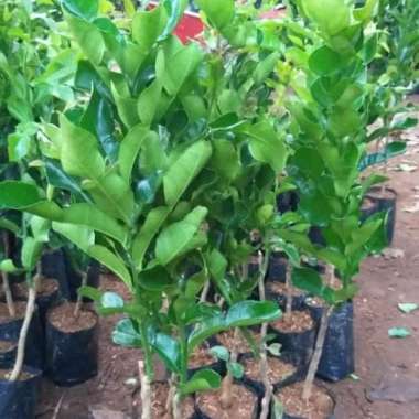 Bibit Jeruk Purut Bumbu masak Jeruk Purut Grosir tunas bibit