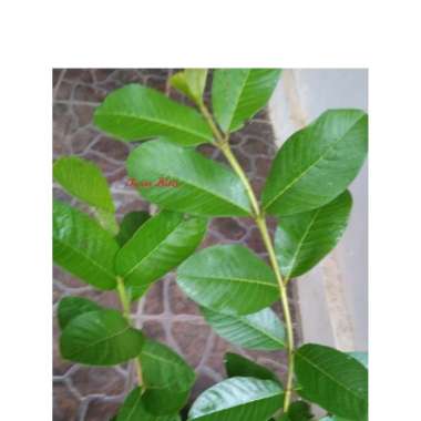 Bibit Jambu Kristal Siumik Pala atau Jambu Kristal Madu tunas bibit