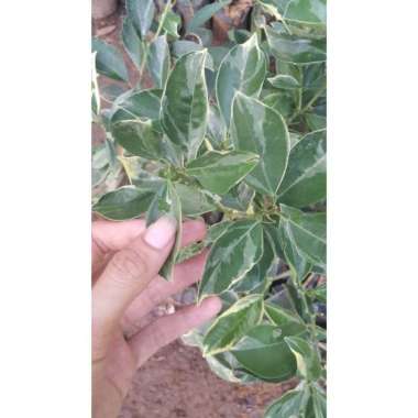 Bibit Jeruk Varigata Sunkist tunas bibit Subkist Varigata