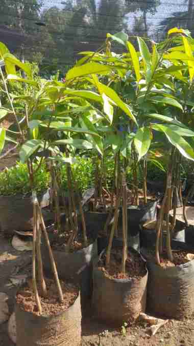 Bibit Durian Merah Banyuwangi Kaki Ganda