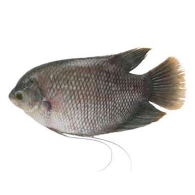 IKAN GURAME 1KG