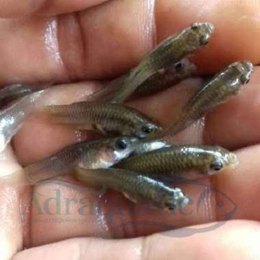 IKAN IMPUN HIDUP (PER TAKAR) PAKAN IKAN PREDATOR MAKANAN PELET PELLET