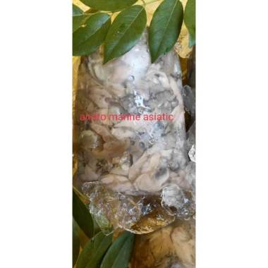 Daging kerang tiram (oyster meat) @ 1kg Fresh segar