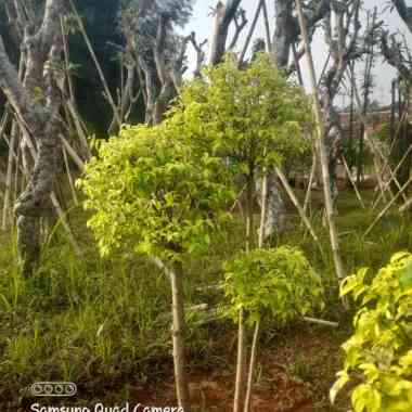 bonsai anting putri