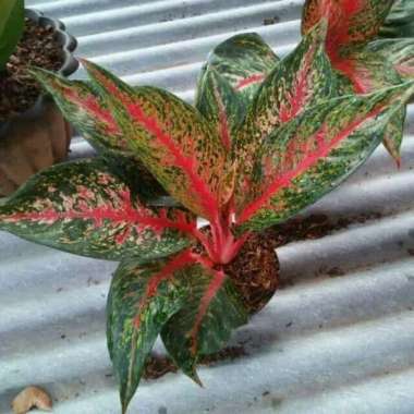 Tanaman Hias Aglonema Hot Lady