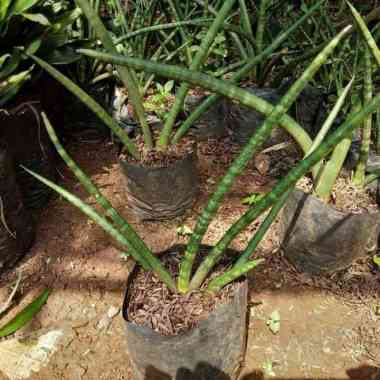 Tanaman Hias Sansivera Tombak