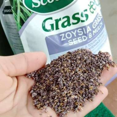 Benih Bibit Biji Rumput Zoysia Matrella untuk lapangan sepak bola