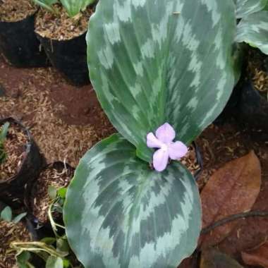 Tanaman Hias Calathea Merak - Meranti Merak