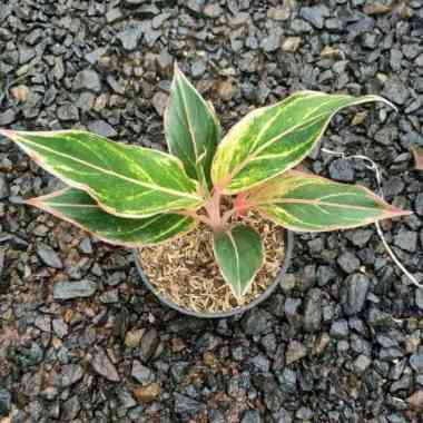 Tanaman Hias Aglonema Lipstik Pink