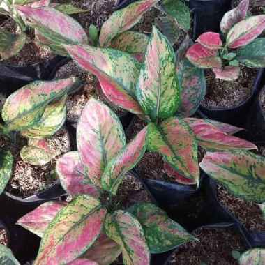 Tanaman Hias Aglaonema Heng Heng