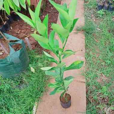 Bibit jeruk Lemon California Tunas bibit purworejo