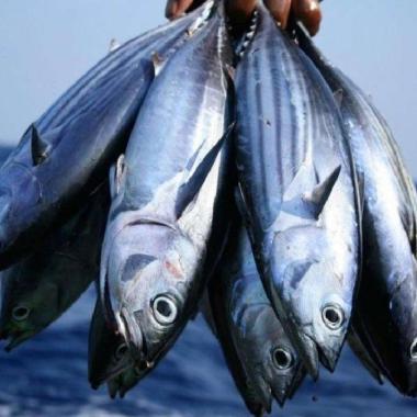 Ikan cakalang Manado