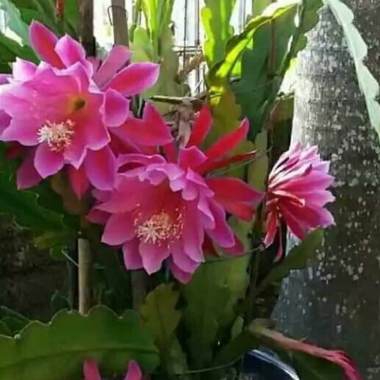 Jual Tanaman Hias Bunga Aglonema Paket 5 Jenis Wer12 Murah Juli