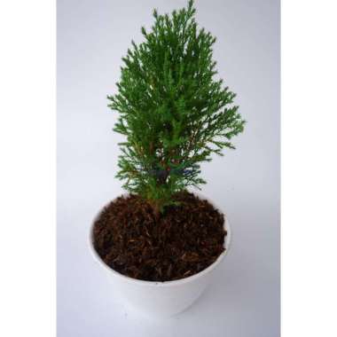 Tanaman Cemara Duri Bahan Bonsai