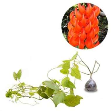 Tanaman Rambat Irian Flame Atau Irian Of Flame oren