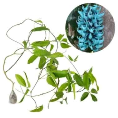 Tanaman Rambat Irian Flame Atau Irian Of Flame biru