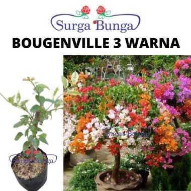 Tanaman Hias Bunga Bougenville 3 Warna - Bunga Bougenville 1 Pohon Stek 3 Warna