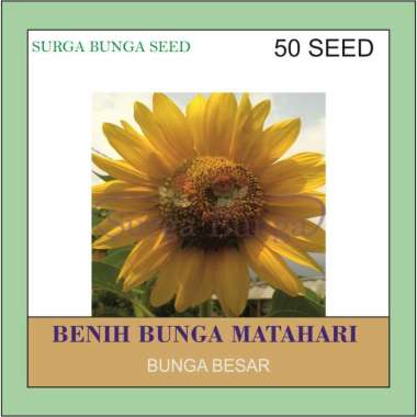 Benih Tanaman Bunga Matahari - Biji Bunga Matahari isi 30 Seed