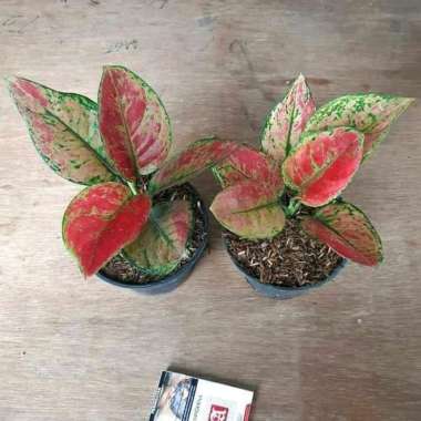 tanaman hias aglonema heng heng - pohon aglonema