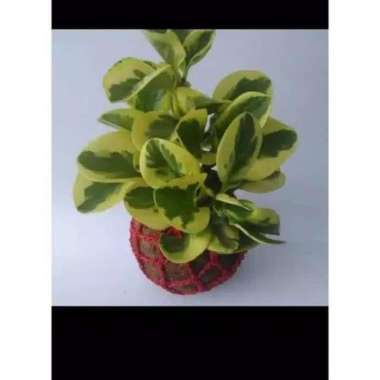 Tanaman Hias Peperomia Obtusifolia (Teplan Varigata)