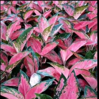 tanaman hias aglonema krocin/bunga aglonema kocin