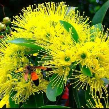 tanaman hias xanthostemon - santos Temon