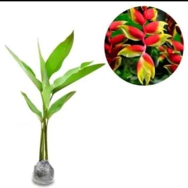 tanaman hias pisang Bali - pohon pisang Bali - pisang pisangan