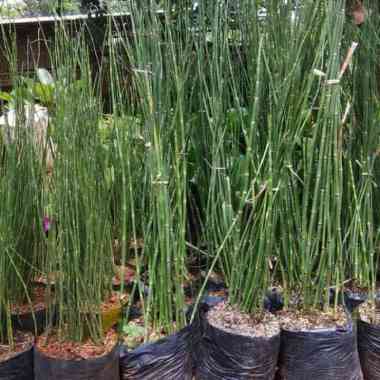 tanaman hias bambu air - bambu mini air