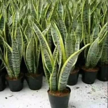 tanaman hias sensivera lidah mertua