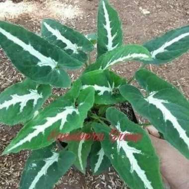 tanaman hias keladi tikus - caladium