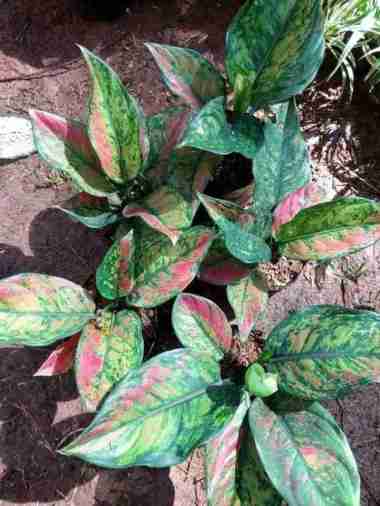 tanaman hias aglonema heng heng - pusat aglonema