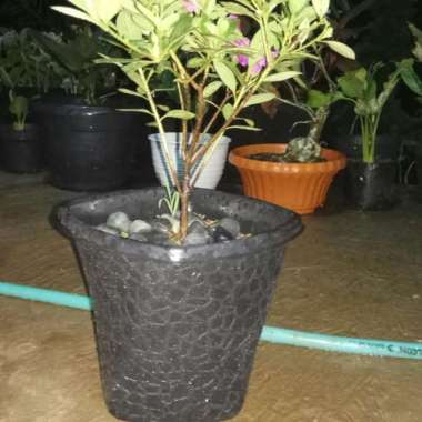 Bunga Azalea / Tanaman Hias bunga azalea