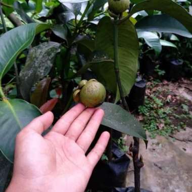 Tanaman Buah Manggis Okulasi Sudah Berbuah